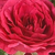 Rózsaszín - Talajtakaró rózsa - Limesfeuer